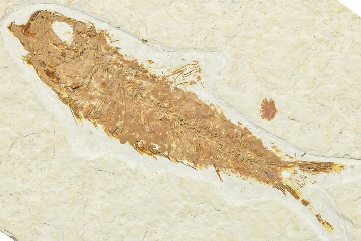 Detailed Fossil Fish (Knightia) - Wyoming #244198